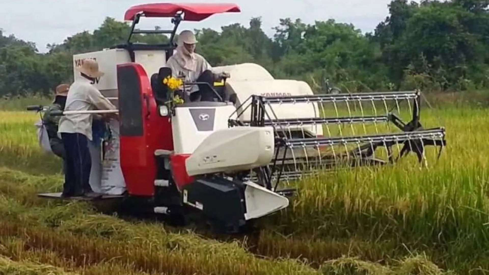 Máy gặt đập liên hợp với hệ thống dao cắt và trống đập