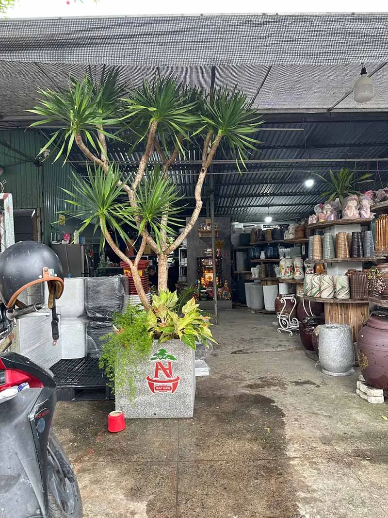 Chậu Trồng Cây Bằng Xi Măng: Lựa Chọn Bền Vững Cho Không Gian Xanh