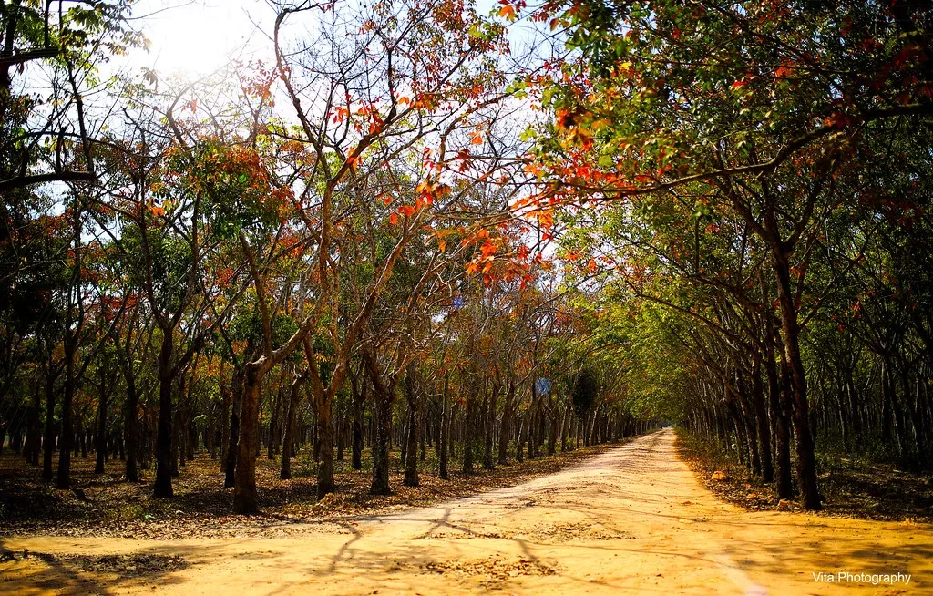 Rừng cao su Nhơn Trạch - Điểm dừng chân thú vị