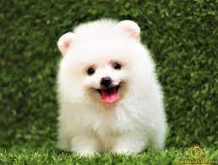 Chọn ngày đẹp mua xe theo mệnh Nhâm Tuất